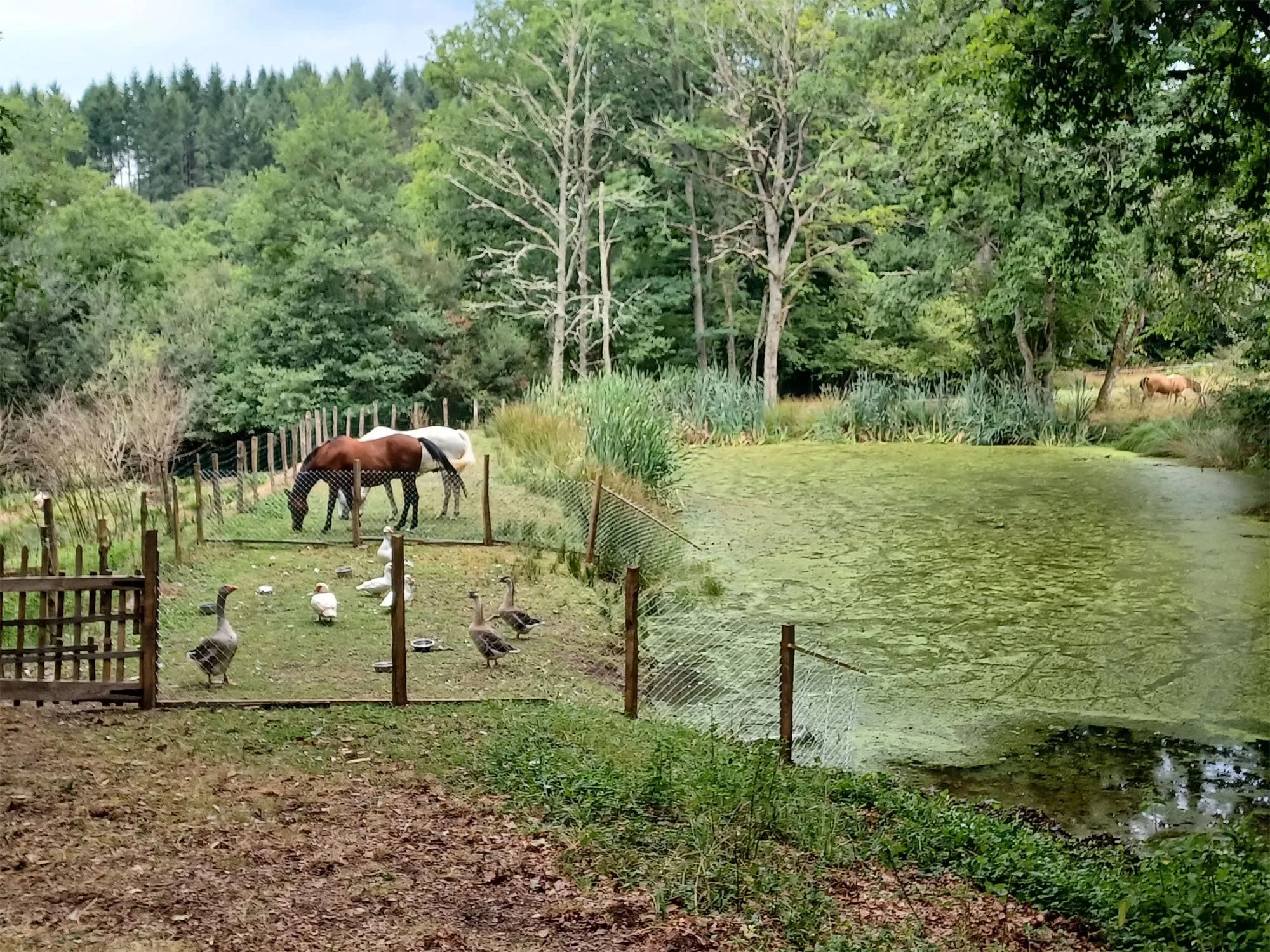 Gite forestier Le Chassaing